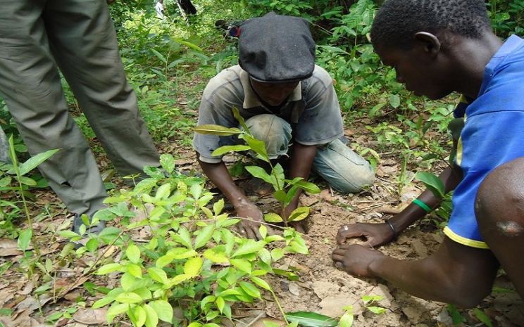 LUTTE CONTRE LA DEFORESTATION | SenePlus