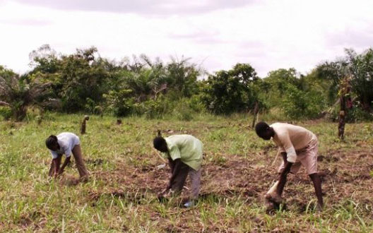 75% DES PAUVRES EN AFRIQUE SUBSAHARIENNE TRAVAILLENT DANS L’AGRICULTURE