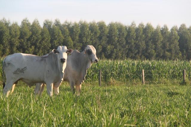  loi d’orientation agrosylvopastorale