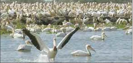 Meteo Heure par Heure Parc National des oiseaux du Djoudj Diadiam