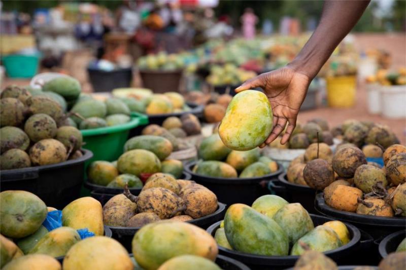 Comment lutter naturellement contre les mouches à fruits ?