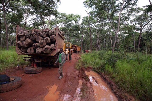 Trafic de bois de santal: plusieurs tonnes de ce bois protégé saisies à  Pailles