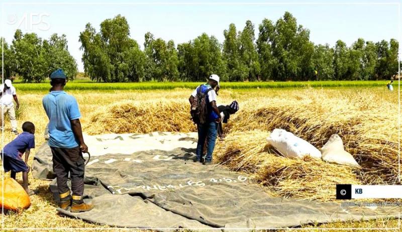 Du blé au Senegal